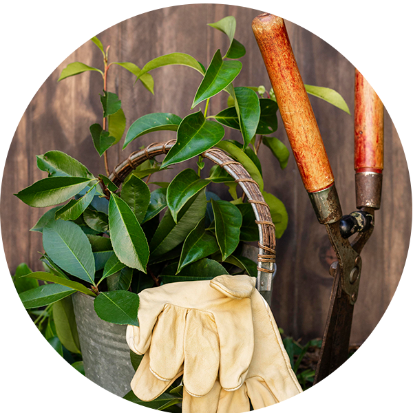 نباتات حية ومستلزمات الحدائق